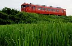 育っている稲にタラコ色のキハ40！