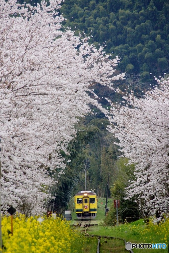 いすみ鉄道のお花見！