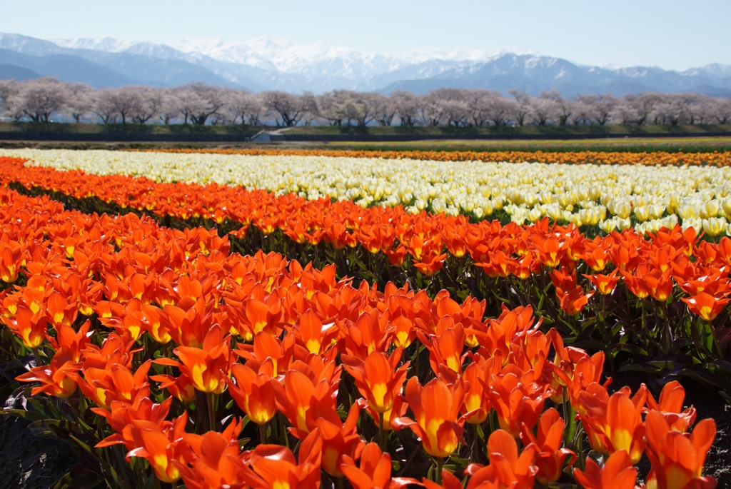 富山県舟川べりの桜並木②