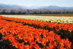 富山県舟川べりの桜並木②
