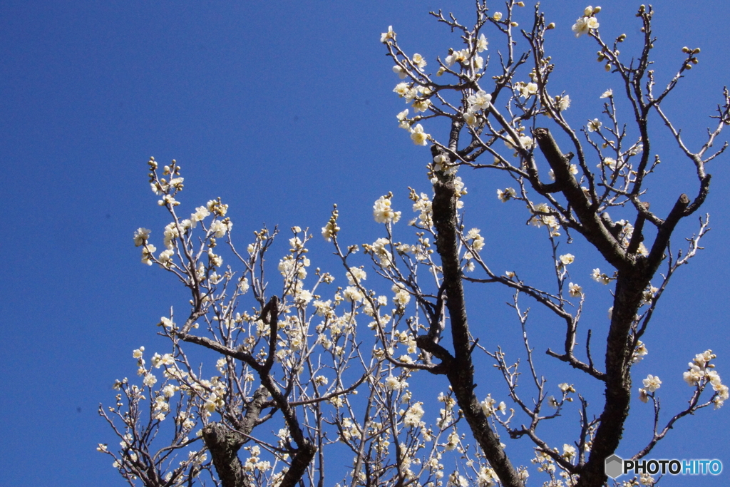 青空の中に白梅！