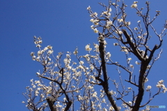 青空の中に白梅！