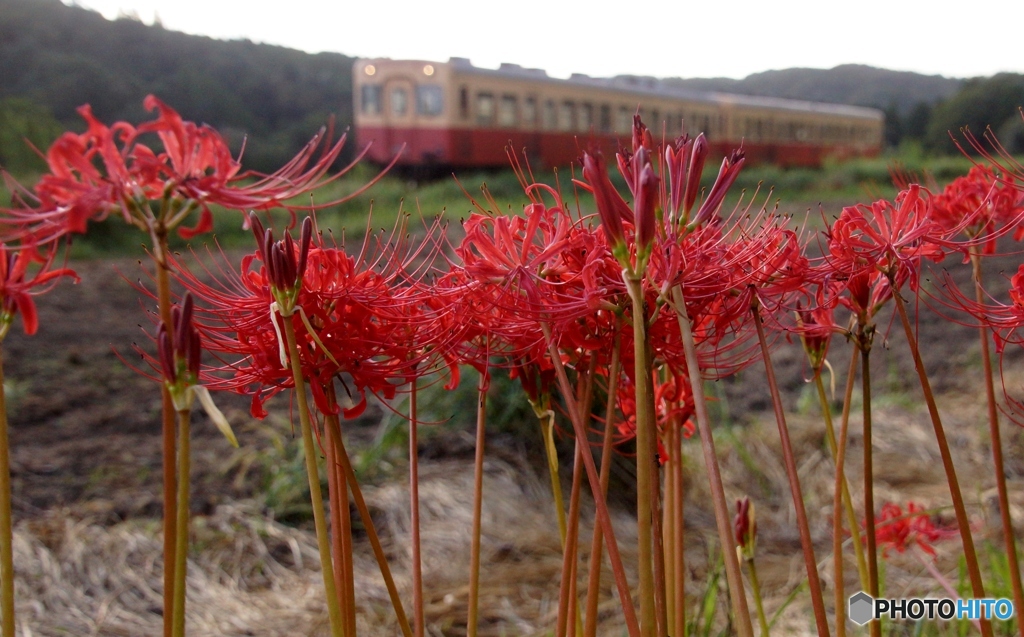 彼岸花と小湊鉄道のキハ200！