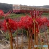 彼岸花と小湊鉄道のキハ200！