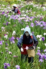 菖蒲の花は…③（完）