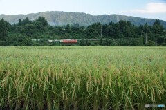 田園風景を走る目立つキハ！