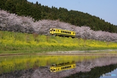 いすみ鉄道　春の絶景！①