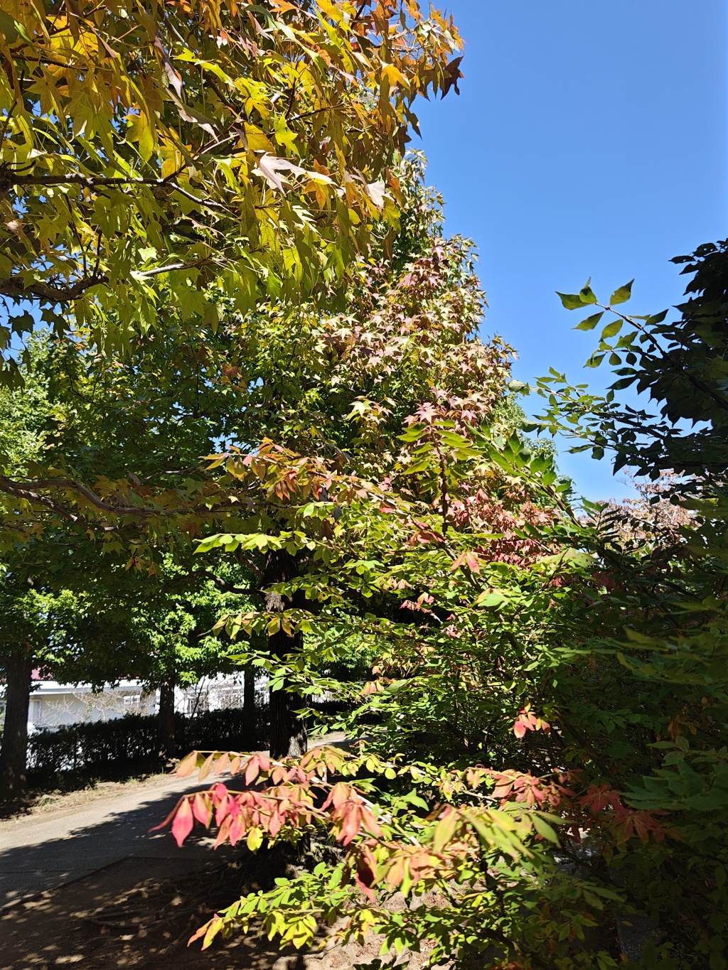 俄な紅葉！