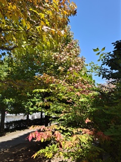 俄な紅葉！