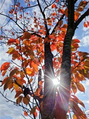 射し込む光りと反射の紅葉！