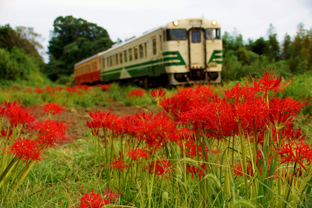 小湊鉄道の彼岸花の名所！⑤（完）