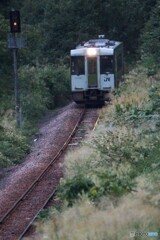ススキを搔き分け進む最終列車！