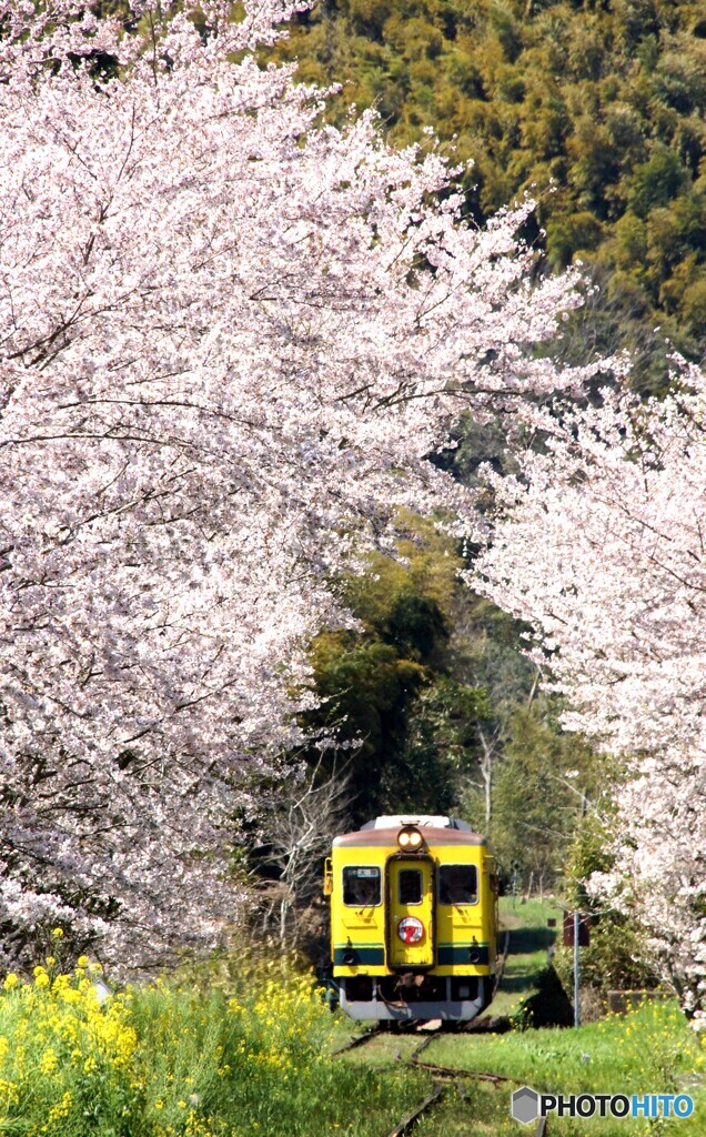 いすみ鉄道の春①～⑦の中の①