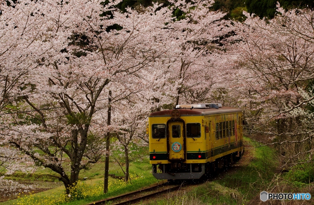 いすみ鉄道で桜吹雪　ご覧になれますか？