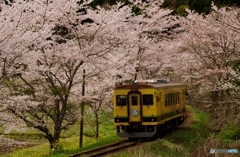 いすみ鉄道で桜吹雪　ご覧になれますか？