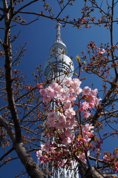 東京スカイツリーと河津桜！