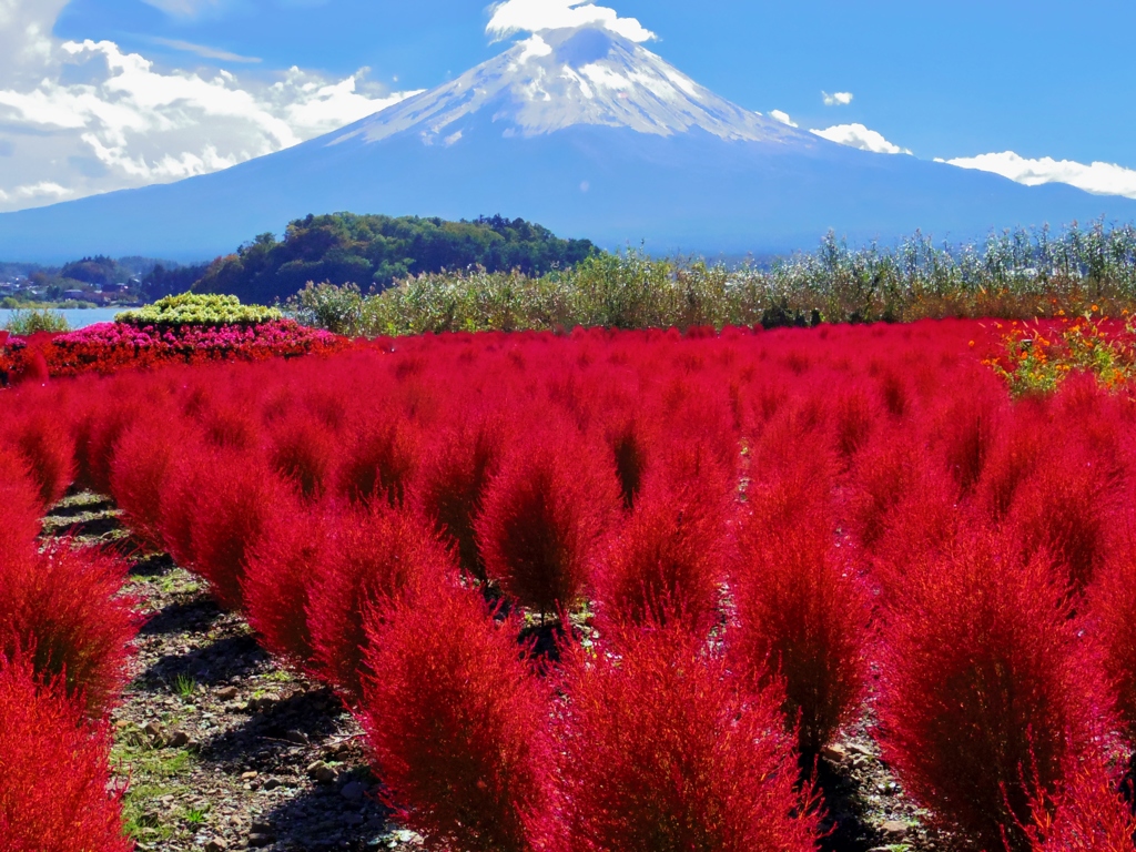 富士山と紅葉のコキア！