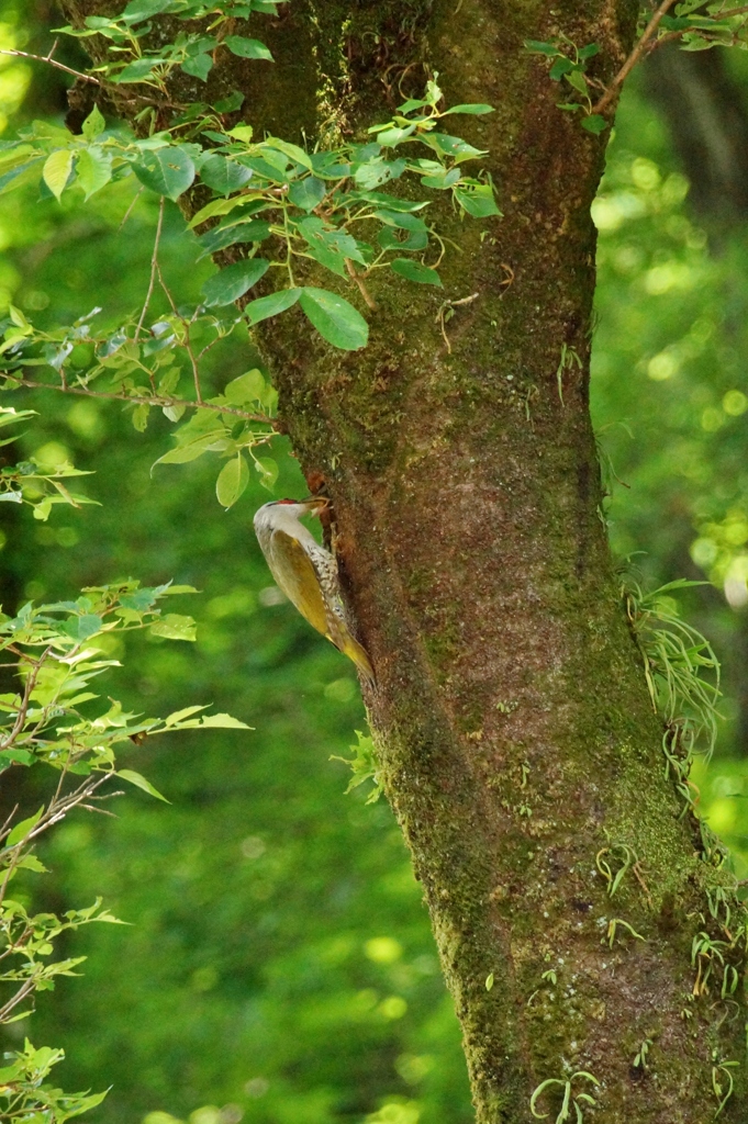 アオゲラの子育て！①