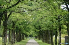 桜街路樹の深緑！