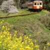 いすみ鉄道の春！
