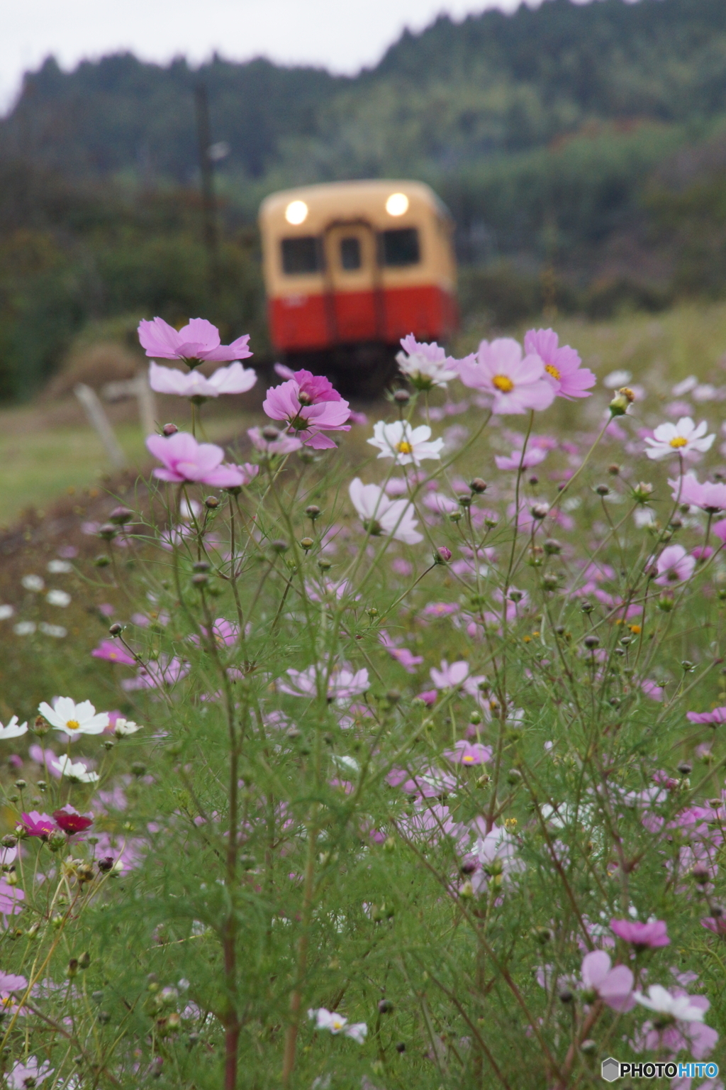 コスモスとキハ200　花ピン！