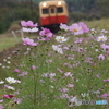 コスモスとキハ200　花ピン！