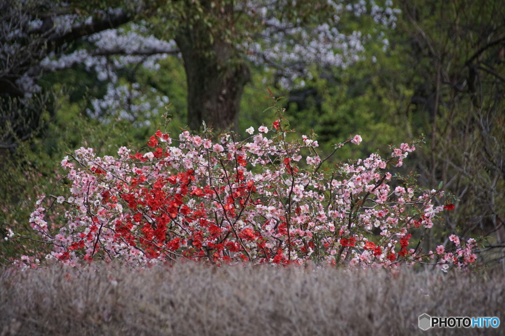 「ボケ」の花！