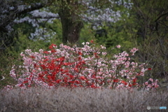 「ボケ」の花！