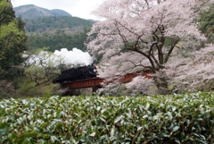 大井川鉄道早咲きの彼岸桜