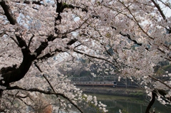 東京都心でもこんな写真が…②