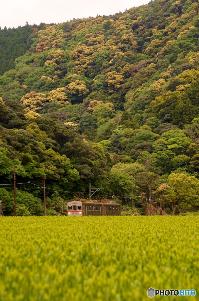 大井川鉄道　新茶のシーズン！①