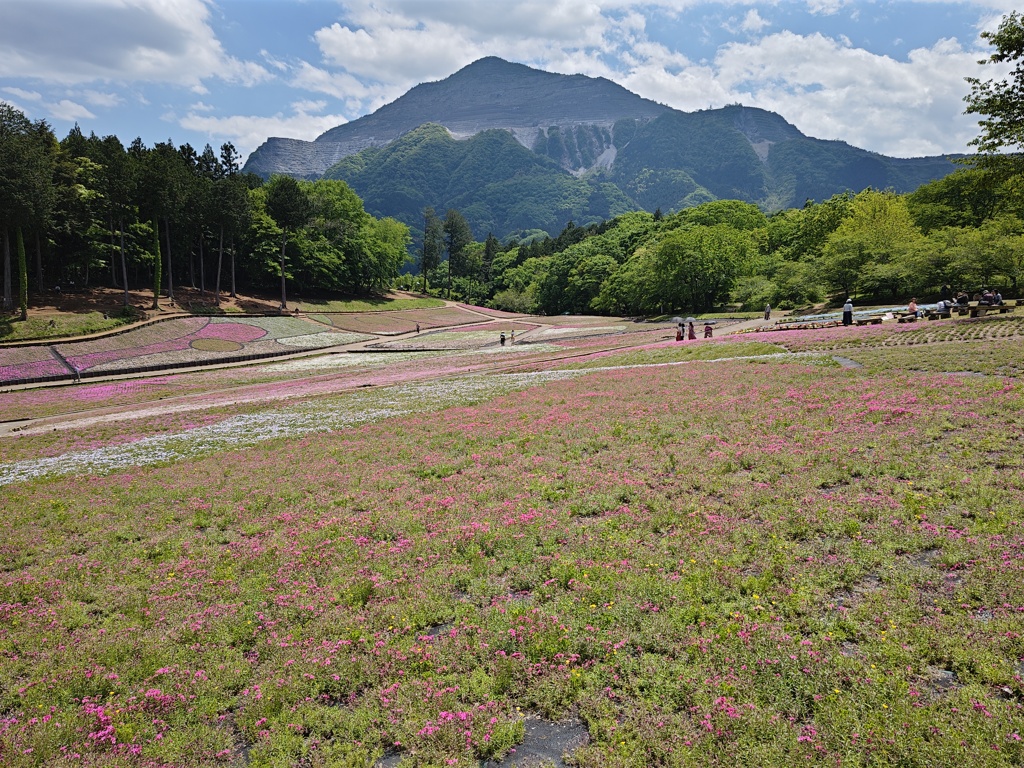 盛りを過ぎた秩父羊山公園の芝桜！