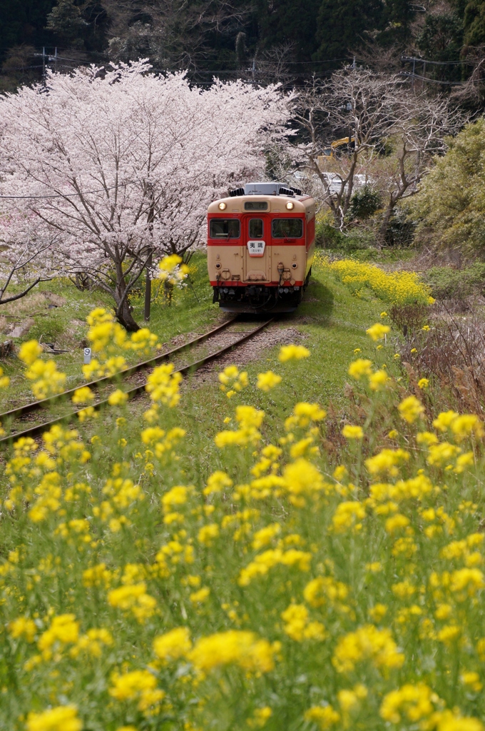 いすみ鉄道は春真盛り！⑤
