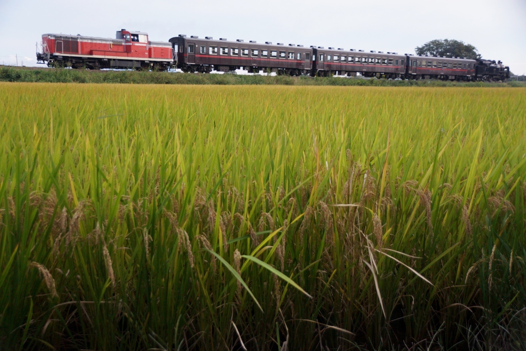 実りの秋のＤＬ牽引列車