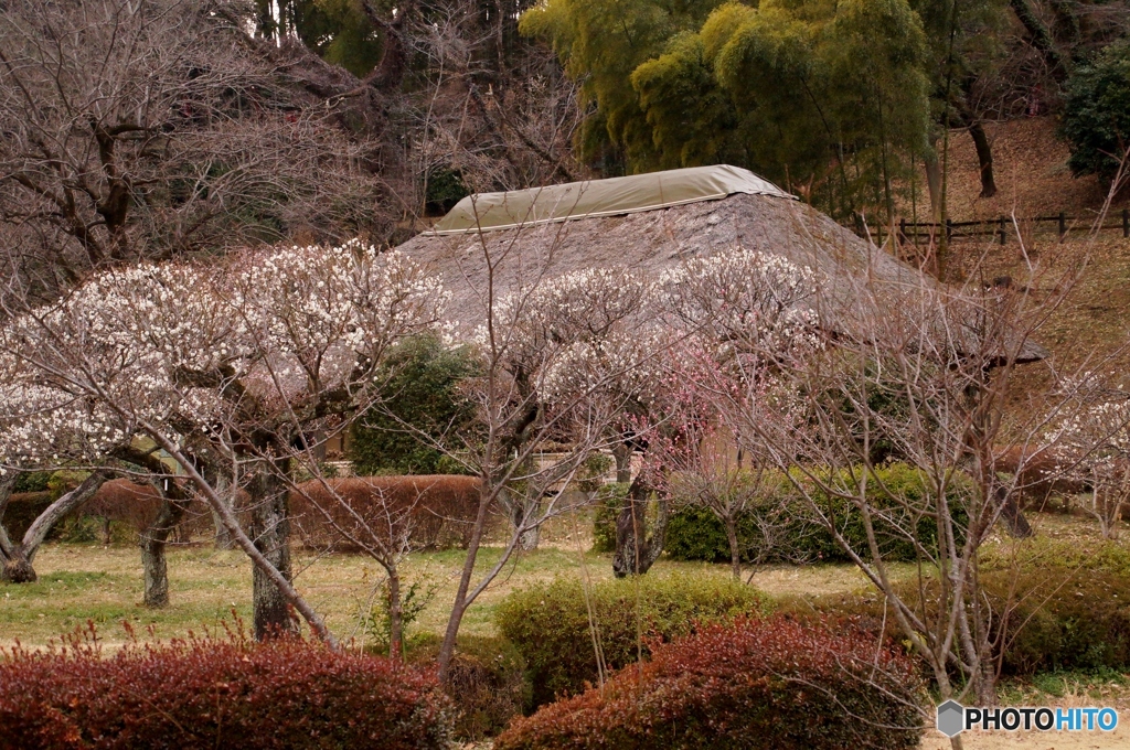 里山風景！