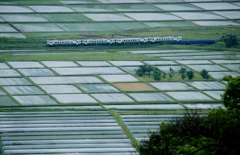 田んぼのパッチワーク風景！