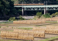 巨大な「はさがけ風景」①