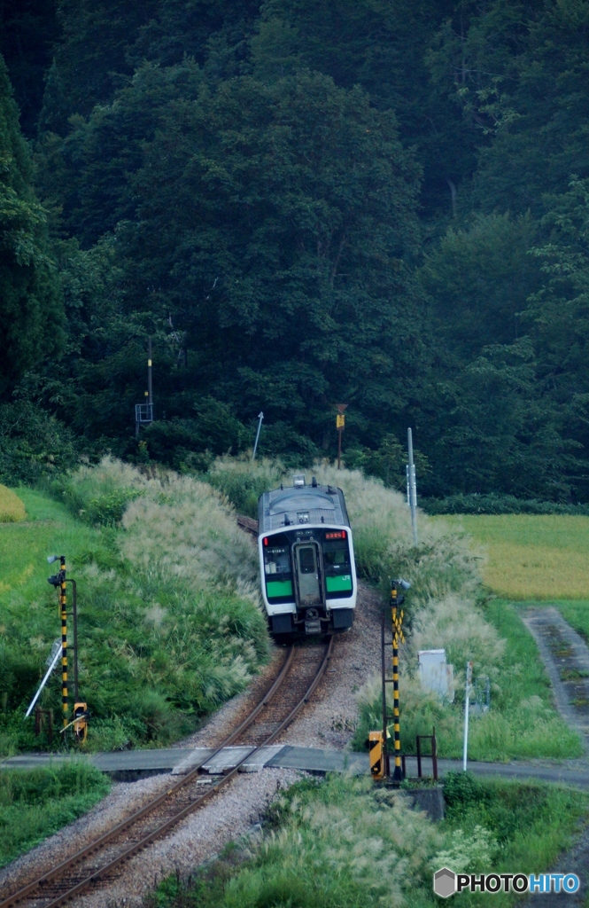 ススキ街道を走る！