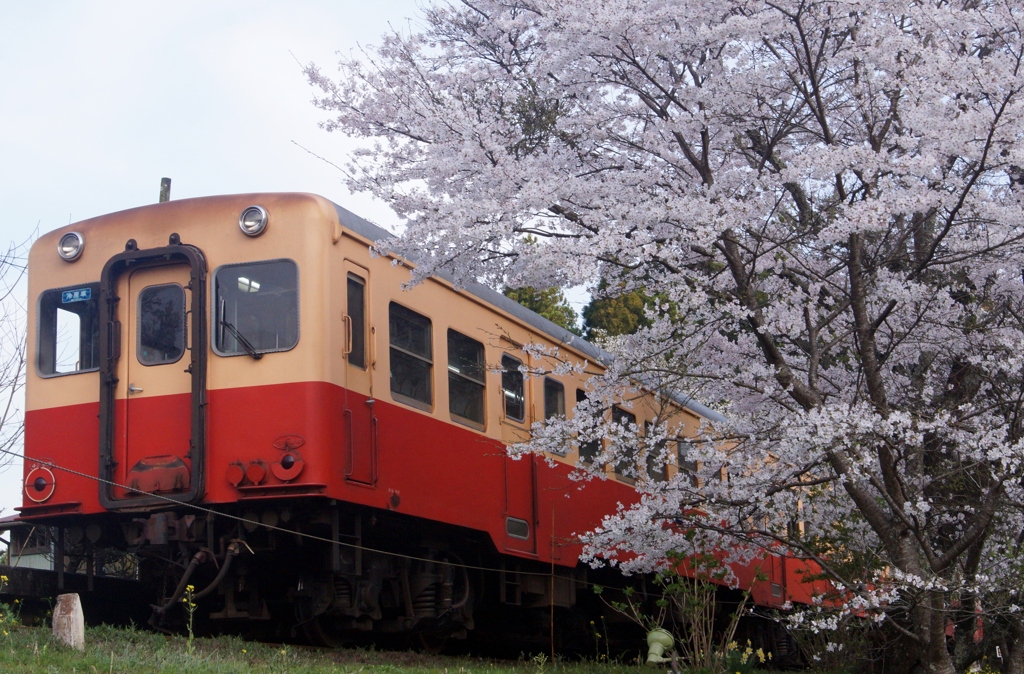 小湊鉄道の春！⑧