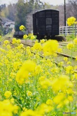 小湊鉄道　里見駅春の情景！