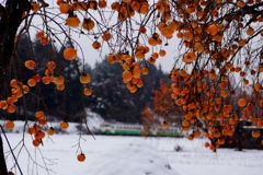 雪景色の中に柿の実カーテン！