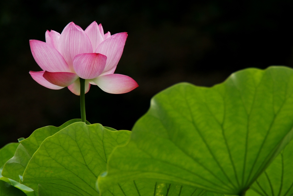 透き通る蓮の花