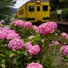 いすみ鉄道の初夏！