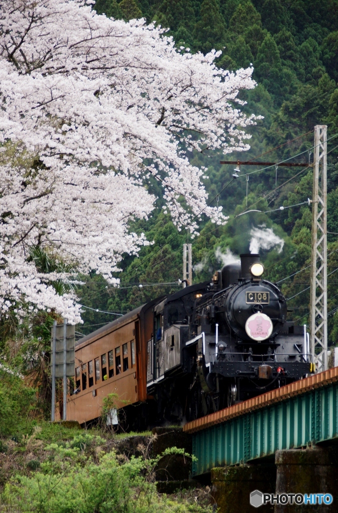 大井川鉄道　花見の時季！③