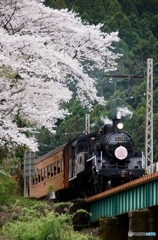 大井川鉄道　花見の時季！③