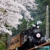 大井川鉄道　花見の時季！③