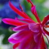 自宅の大輪開花！