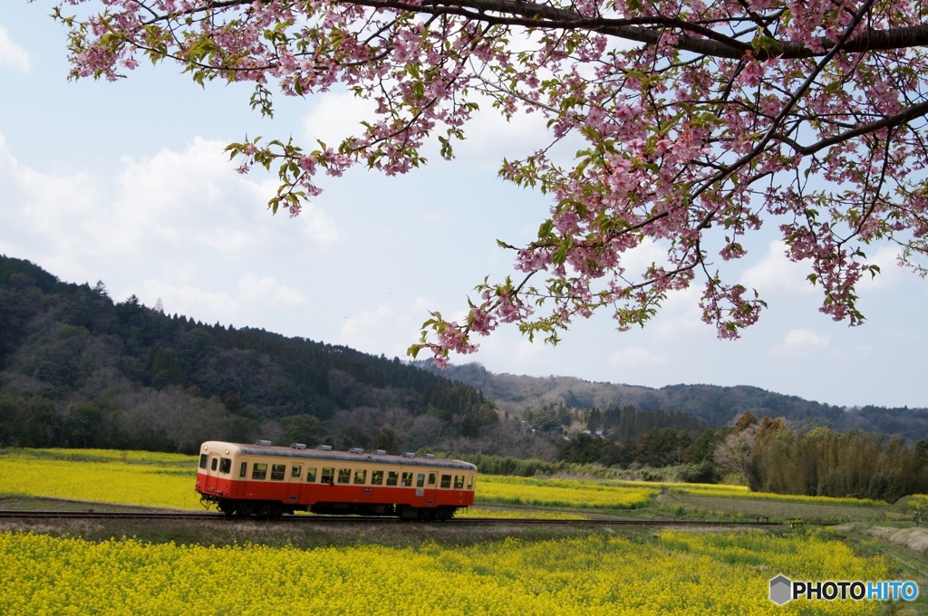 小湊鉄道　石神地区の菜の花畑！②