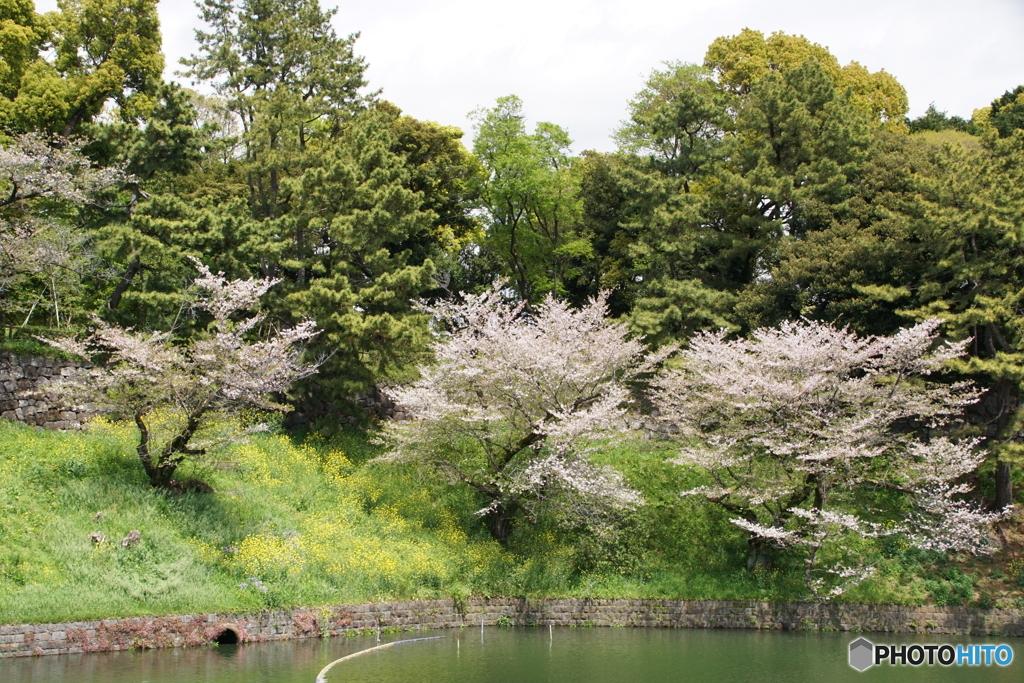 千鳥ヶ淵名残りの桜＆菜の花！