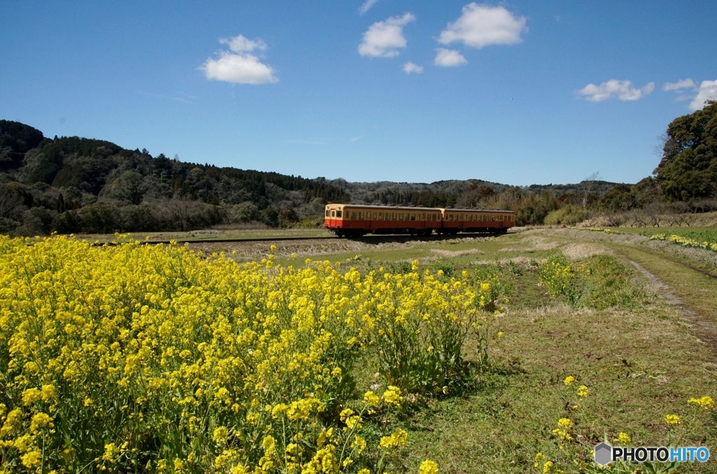 小湊鉄道の菜の花　石神地区①～⑥の中の④